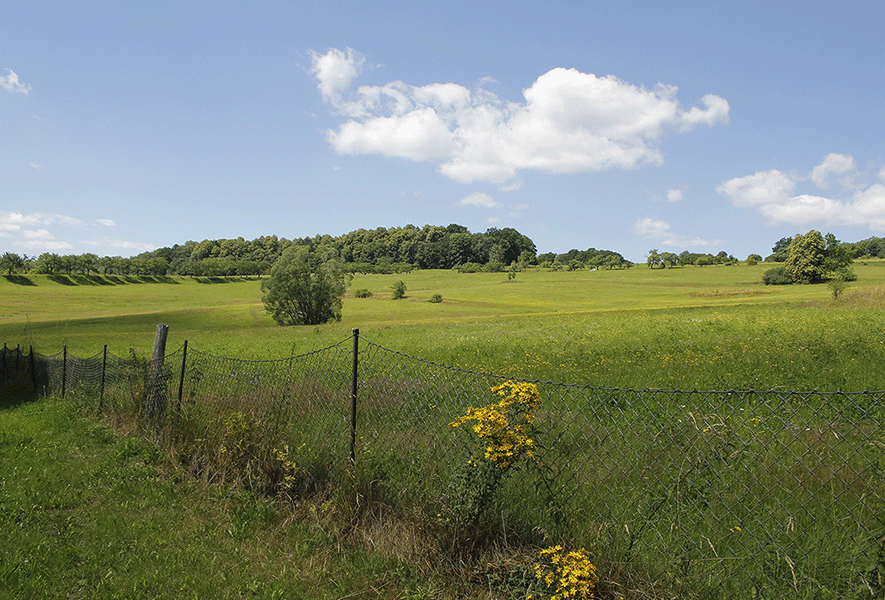 Kirschallee Jauernick-Buschbach