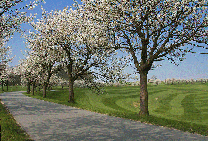 Kirschallee Jauernick-Buschbach